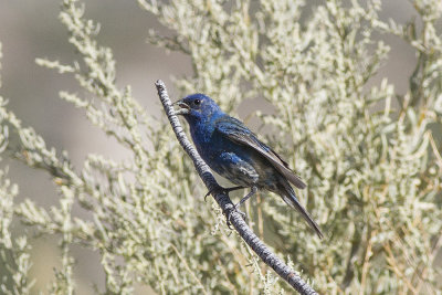 Indigo Bunting