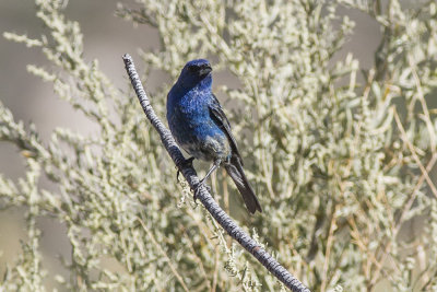 Indigo Bunting