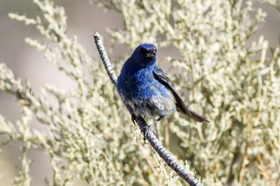 Indigo Bunting