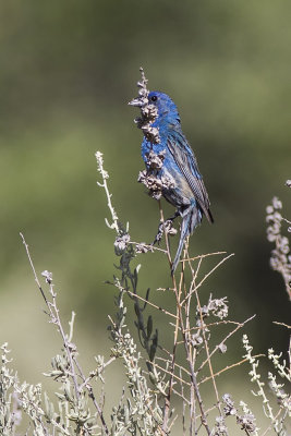 Indigo Bunting