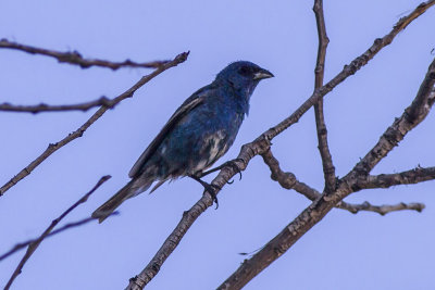 Indigo Bunting