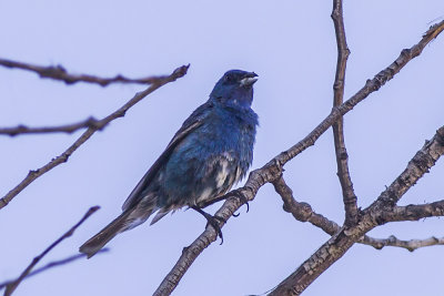 Indigo Bunting