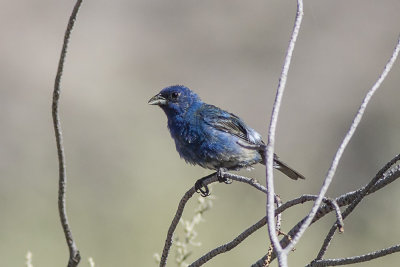 Indigo Bunting