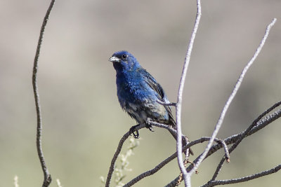 Indigo Bunting