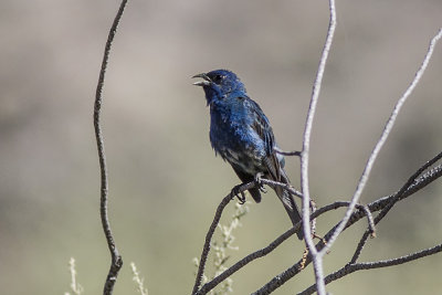 Indigo Bunting