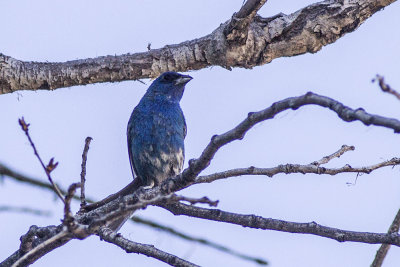 Indigo Bunting