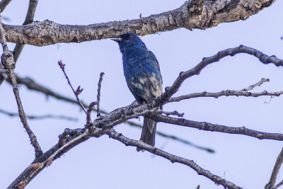 Indigo Bunting