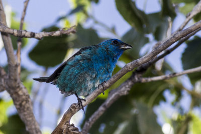 Indigo Bunting