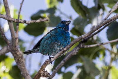 Indigo Bunting