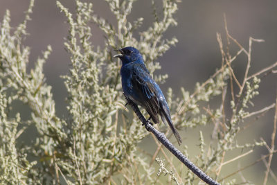 Indigo Bunting