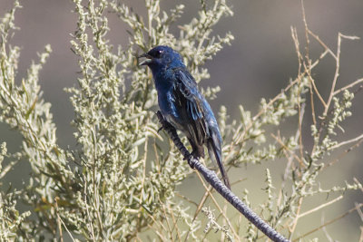 Indigo Bunting