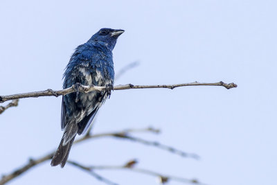 Indigo Bunting