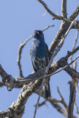 Indigo Bunting