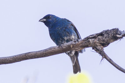 Indigo Bunting