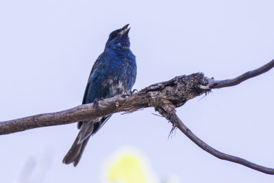 Indigo Bunting