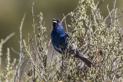 Indigo Bunting