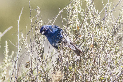 Indigo Bunting