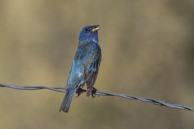 Indigo Bunting