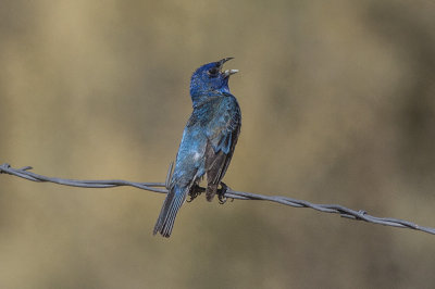 Indigo Bunting