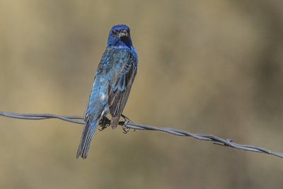 Indigo Bunting