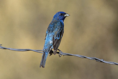 Indigo Bunting