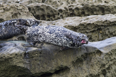 Harbor Seal