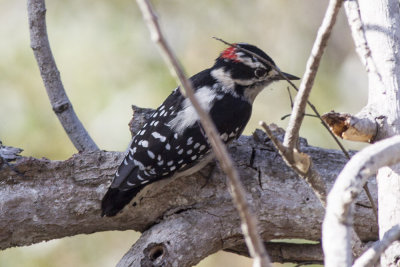 iDowny Woodpecker