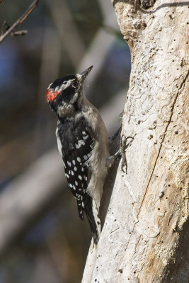 Downy Woodpecker