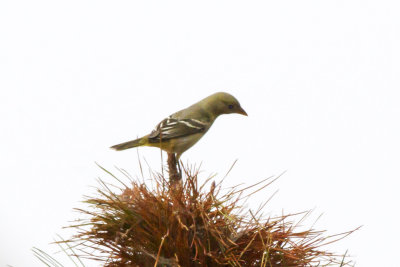 Western Tanager