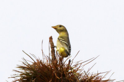 Western Tanager