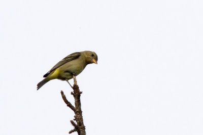 Western Tanager