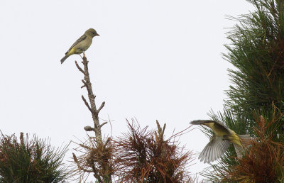 Western Tanager