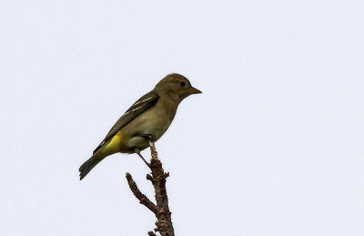 Western Tanager