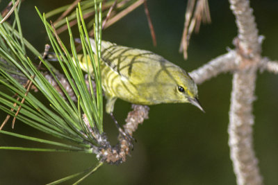 Orange-crowned Warbler