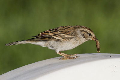 Brewers Sparrow