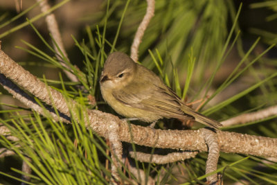 Warberling Vireo