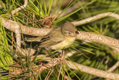 Warberling Vireo