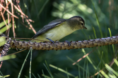 Warberling Vireo