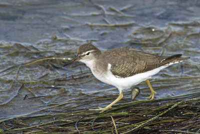 Spotted Sandpiper