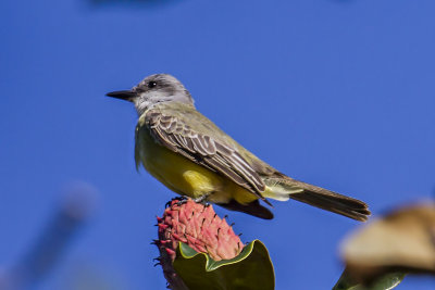 Troopical Kingbird