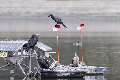 Neotropical Cormorant