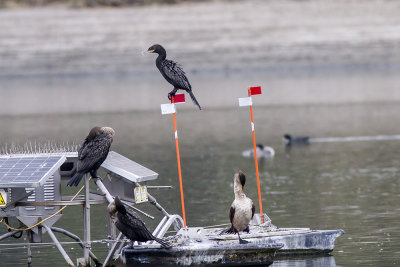 Neotropical Cormorant