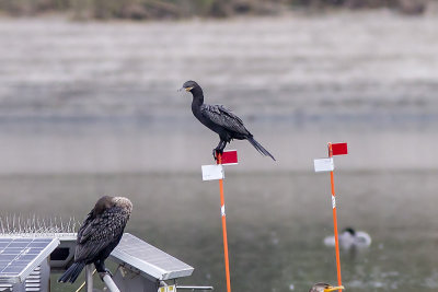 Neotropical Cormorant