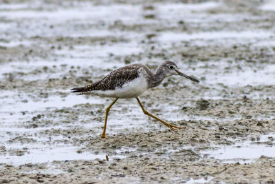 Lesser Yellowlegs