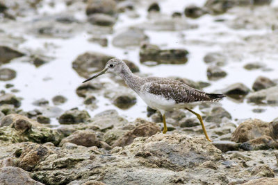 Lesser Yellowlegs