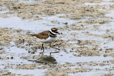 Killdeer