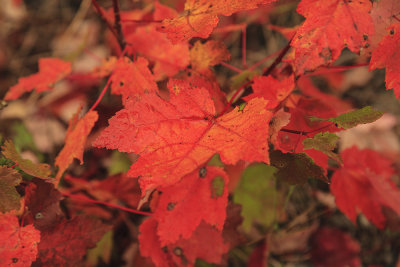 Maine - Red Maple Leaves