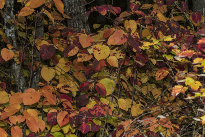 Maine - Leaves