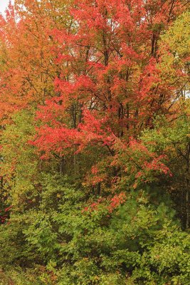 Maine - Fall Foliage