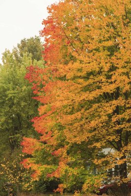 Maine - Fall Foliage